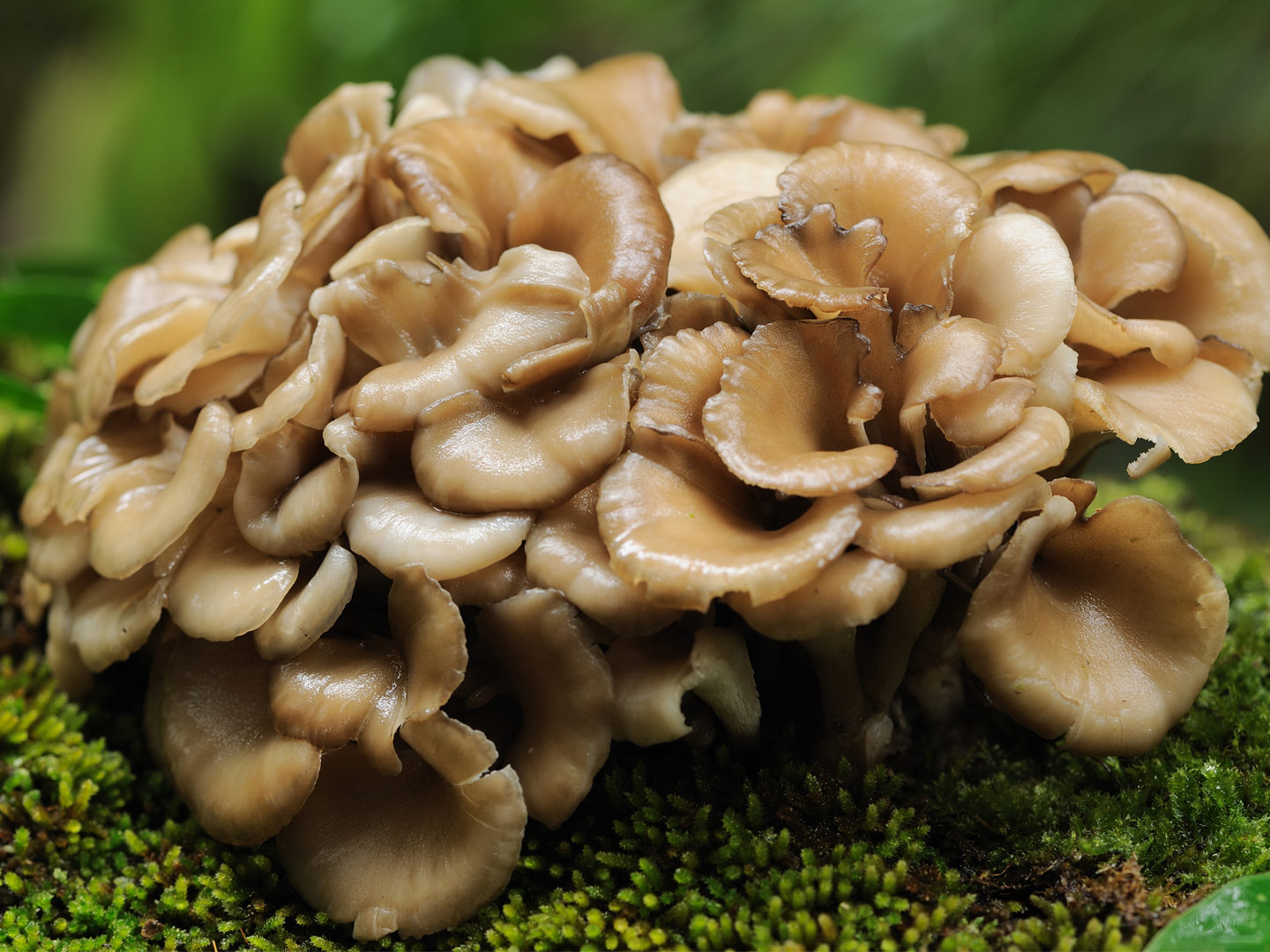 Maitake Extract
