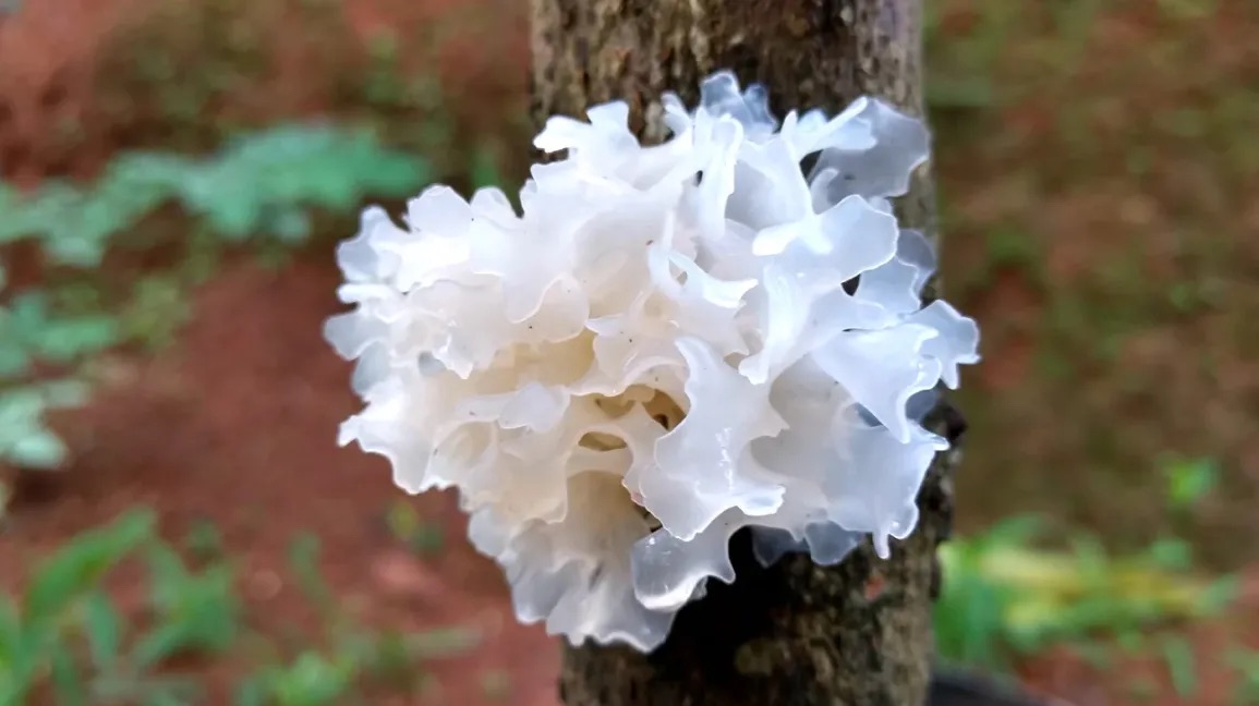 Tremella Extract