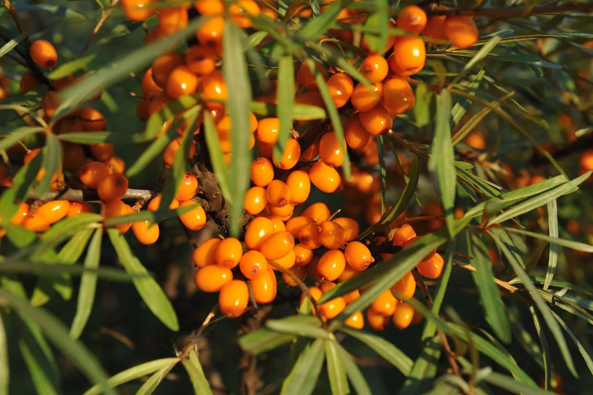 Sea Buckthorn Berry Powder